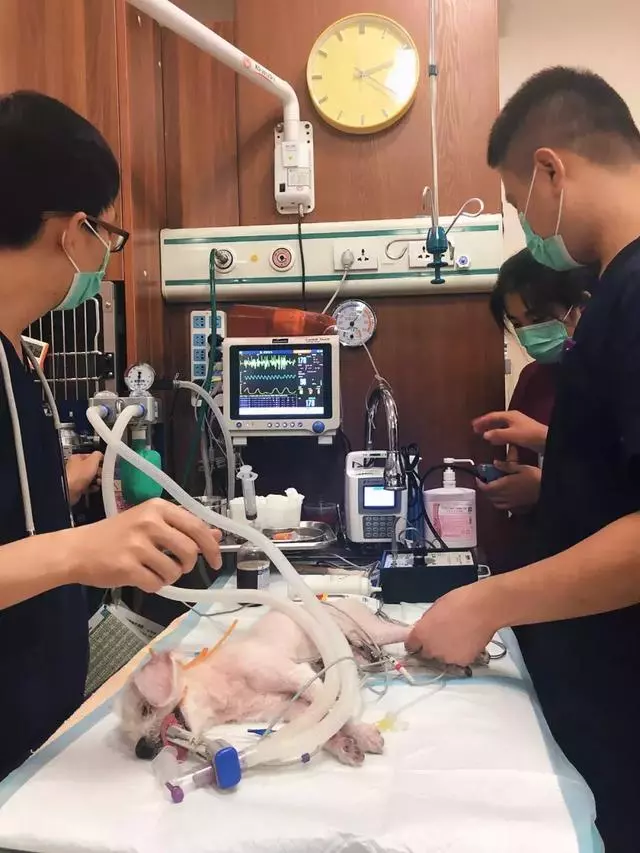就因為這個,很多狗狗慘遭丟棄……