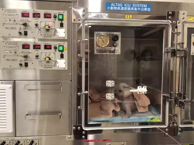 就因為這個,很多狗狗慘遭丟棄……