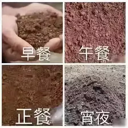你永遠不知道有錢人會怎麼養狗