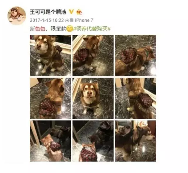 你永遠不知道有錢人會怎麼養狗