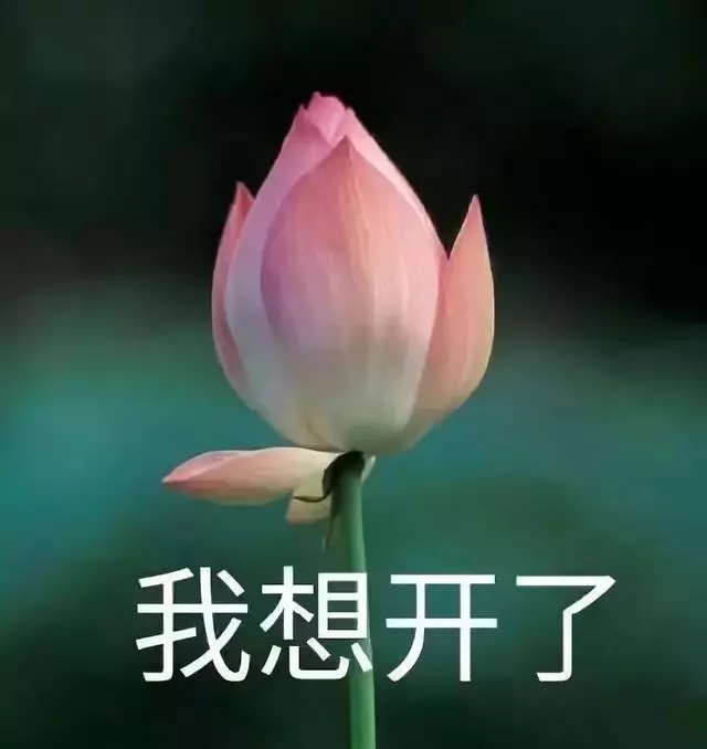 你永遠不知道有錢人會怎麼養狗