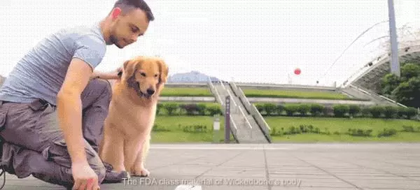 你永遠不知道有錢人會怎麼養狗