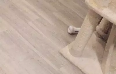 你永遠不知道有錢人會怎麼養狗