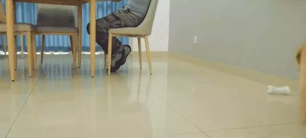 你永遠不知道有錢人會怎麼養狗