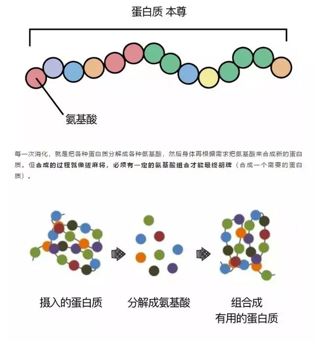 教你看懂狗狗糧上的營養表