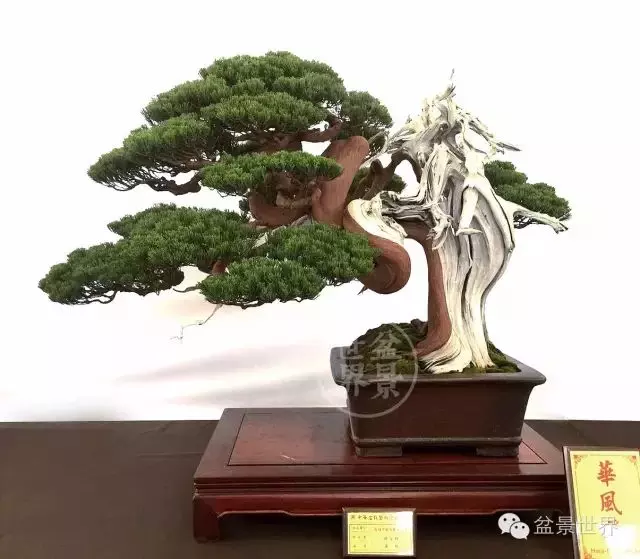 學會拐彎是一種大智慧