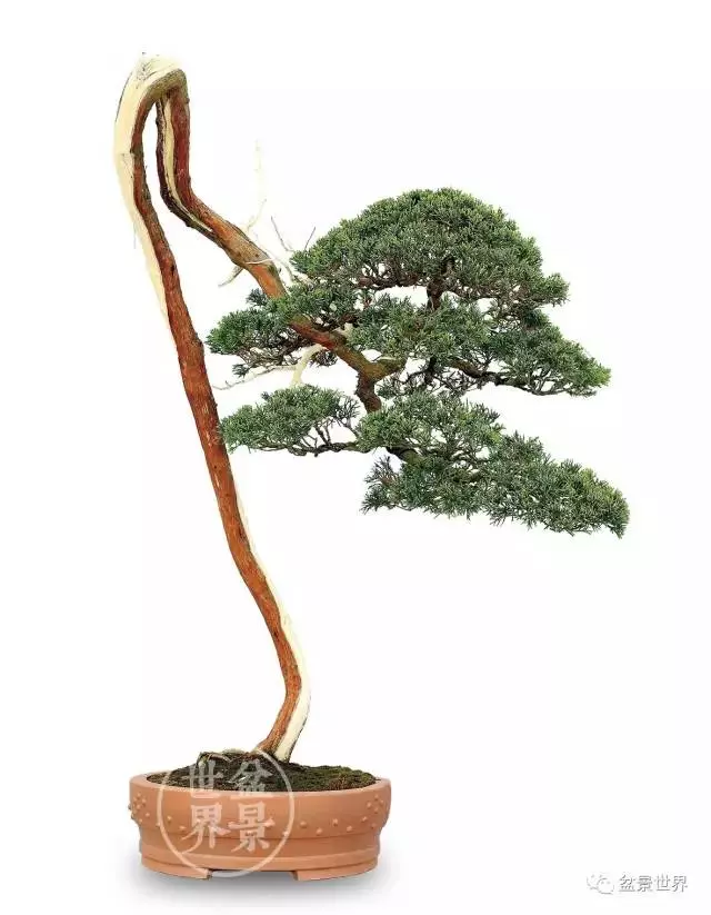 學會拐彎是一種大智慧