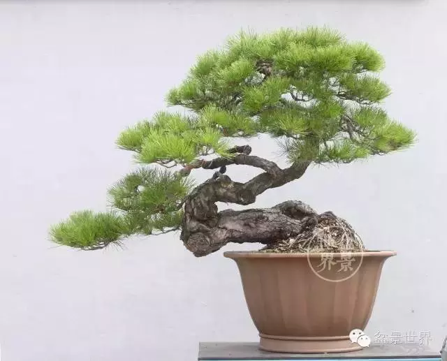 學會拐彎是一種大智慧