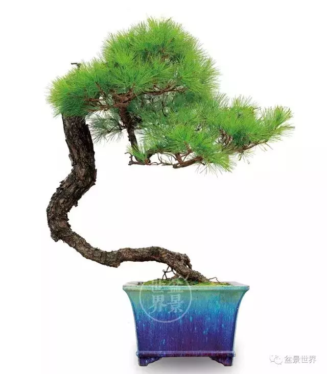 學會拐彎是一種大智慧