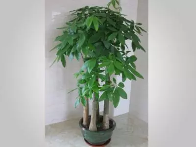 這幾種自己養的花,最好不要亂送,小心把自己的福氣送沒了!