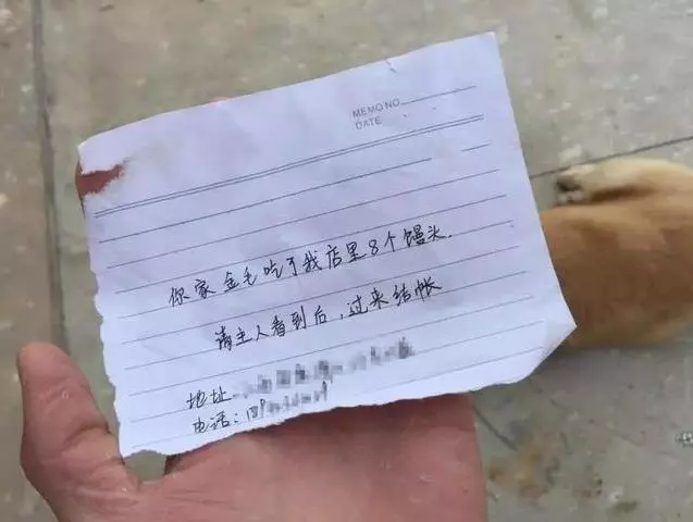 金毛生氣離家出走,一夜未歸急瘋主人,回家時頭上貼紙條,主人看到內容後笑噴!