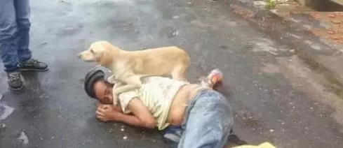 主人暈倒在路邊,狗狗急忙向路人求助,見路人不幫忙,狗狗做出下跪動作,讓人感動!