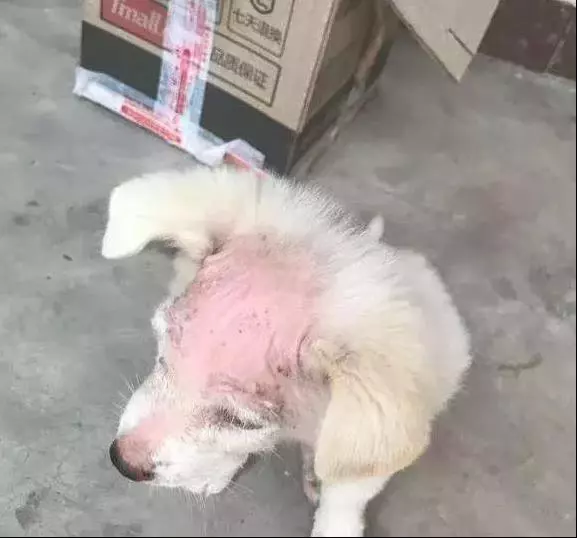 可憐流浪狗,頭部患病扔討好人們,但仍是被人踹了出去!