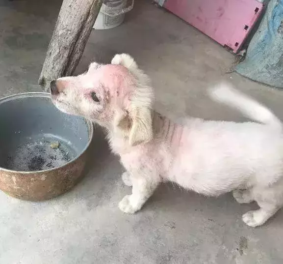 可憐流浪狗,頭部患病扔討好人們,但仍是被人踹了出去!