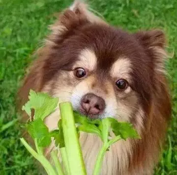 6種狗狗能吃的蔬菜,越吃活的越久,愛不愛吃就看緣分了!