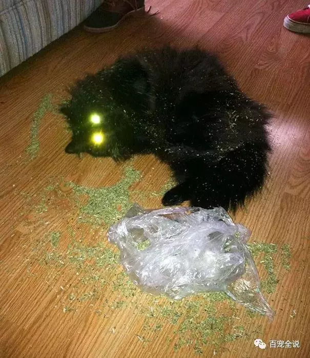 貓咪在吃了貓薄荷後,很有可能分分鐘爽歪,不信給你看這40隻貓