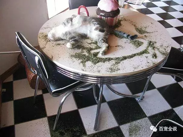 貓咪在吃了貓薄荷後,很有可能分分鐘爽歪,不信給你看這40隻貓