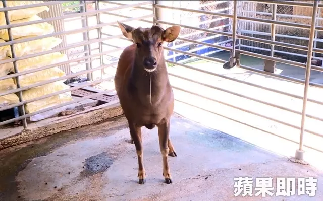 土地公找坐騎?母鹿「突然闖入宮廟」躺百年老樹闔眼 專家驚「守護靈換人」牠是來還願