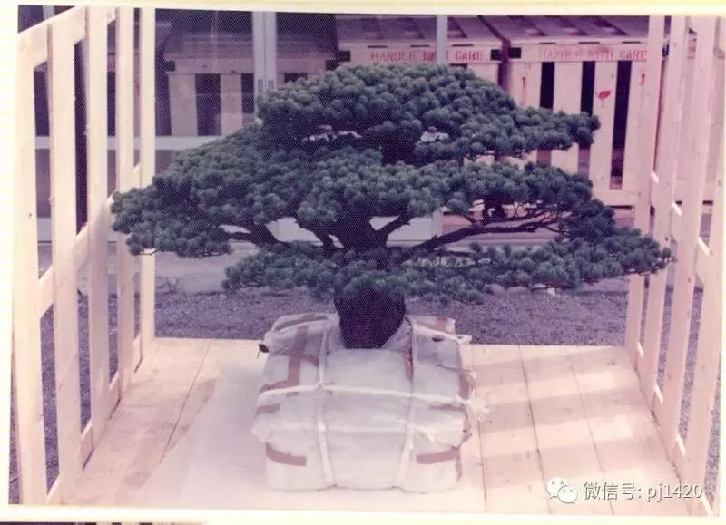 盆景傳世之作,時間就是最好的證明