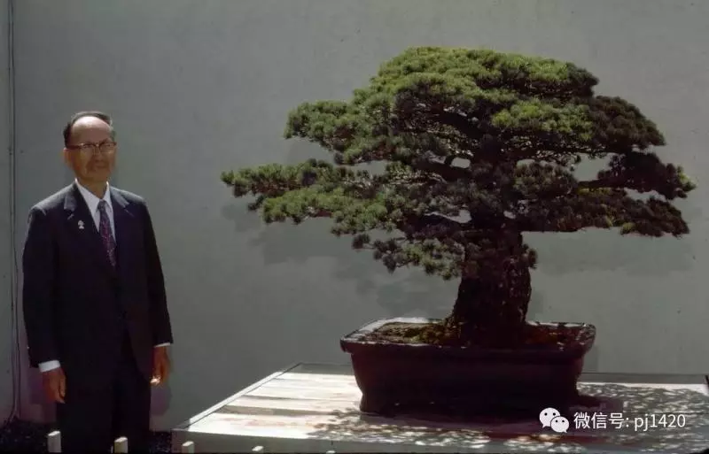 盆景傳世之作,時間就是最好的證明