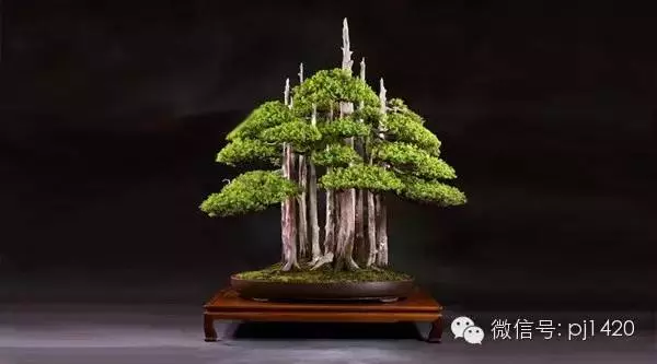 盆景傳世之作,時間就是最好的證明