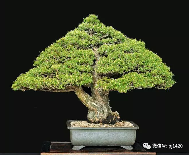 盆景傳世之作,時間就是最好的證明