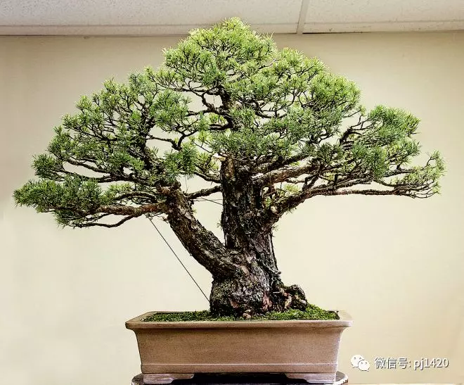 盆景傳世之作,時間就是最好的證明