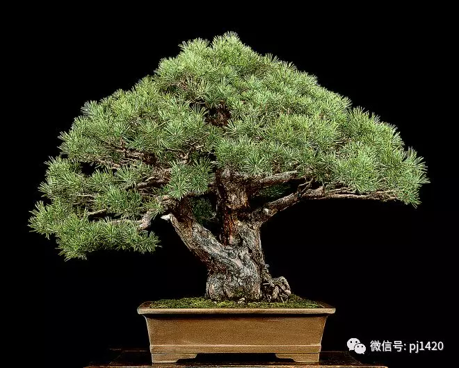 盆景傳世之作,時間就是最好的證明