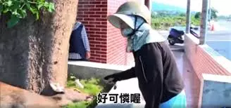 野生水鹿垂死竟選擇在「廟裡等斷氣」!信眾深信:與土地公約好當坐騎!