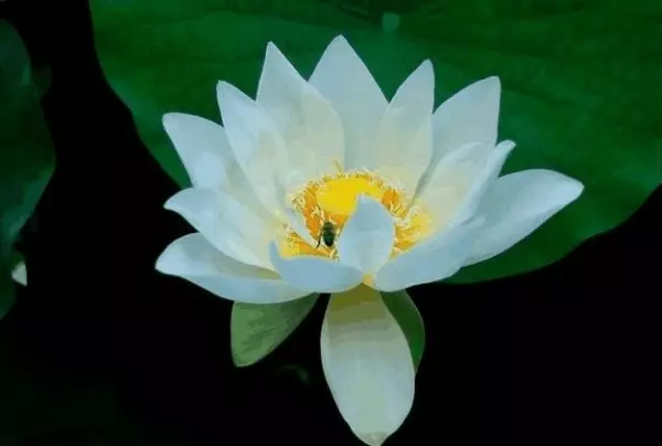 心理測驗: 你最喜歡哪朵荷花?測出你前世積下了多少「福報」?