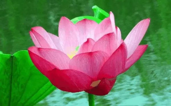 心理測驗: 你最喜歡哪朵荷花?測出你前世積下了多少「福報」?