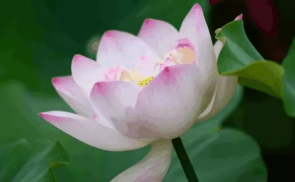 心理測驗: 你最喜歡哪朵荷花?測出你前世積下了多少「福報」?
