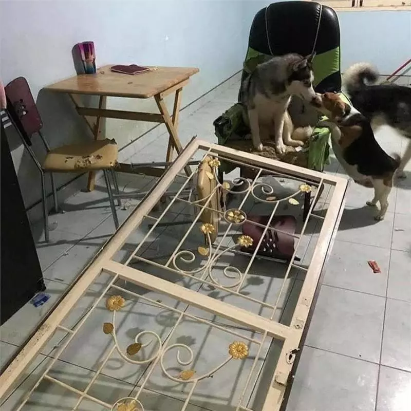 寵主打開房門全家被拆光光!二哈一臉超得意:所有傢俱都應該換新的了!