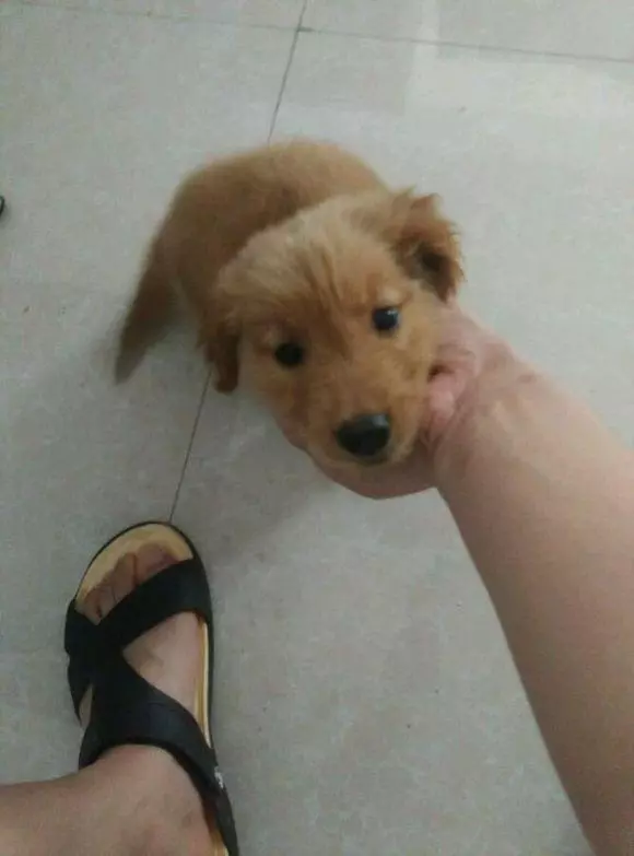 小金毛犯錯主人要教訓它,狗媽急忙讓小金金翹起屁股,主人看到後笑翻了!