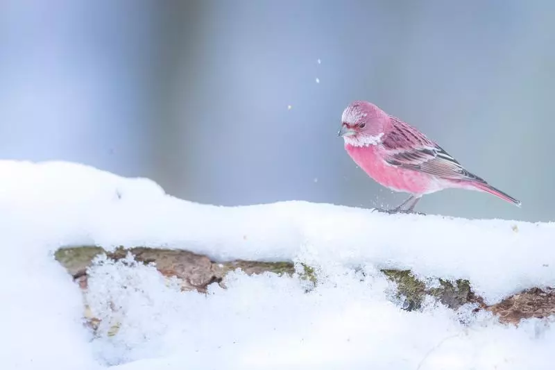 雪地綻放的薔薇!他終於拍到「日本稀有粉色鳥」 7萬網友全被迷住:「名字跟牠外表一樣夢幻」