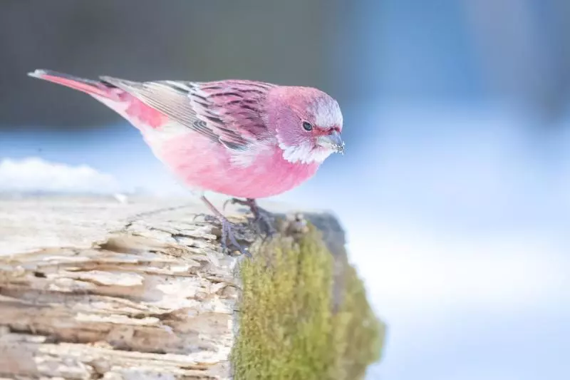 雪地綻放的薔薇!他終於拍到「日本稀有粉色鳥」 7萬網友全被迷住:「名字跟牠外表一樣夢幻」