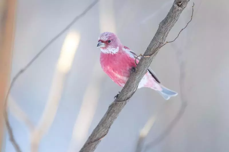 雪地綻放的薔薇!他終於拍到「日本稀有粉色鳥」 7萬網友全被迷住:「名字跟牠外表一樣夢幻」