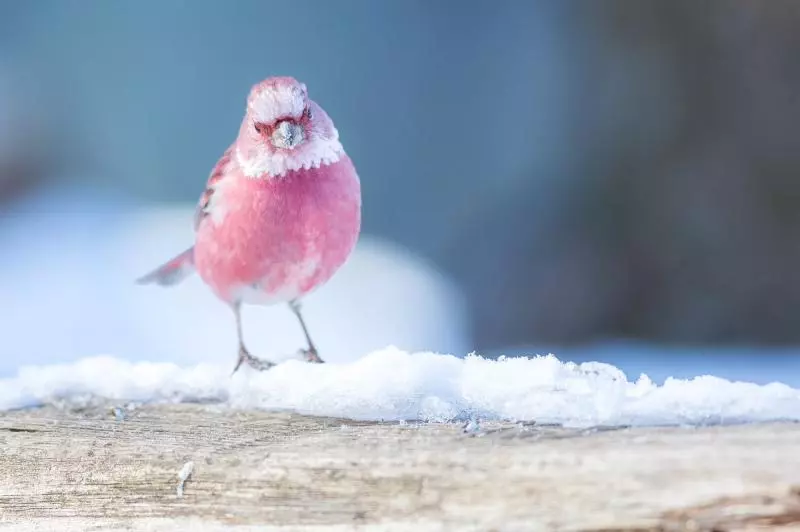 雪地綻放的薔薇!他終於拍到「日本稀有粉色鳥」 7萬網友全被迷住:「名字跟牠外表一樣夢幻」