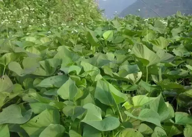 番薯葉能保護血管、清潔腸道、防貧血,改善便秘!但是不能這樣吃,趕快告訴家人~