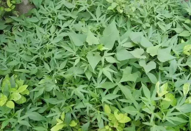 番薯葉能保護血管、清潔腸道、防貧血,改善便秘!但是不能這樣吃,趕快告訴家人~