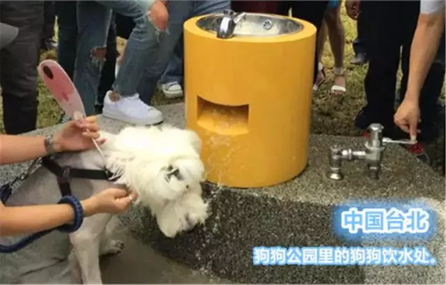 國外為狗狗建設專用設施,鏟屎官犬證不白辦,在細節處體現文明