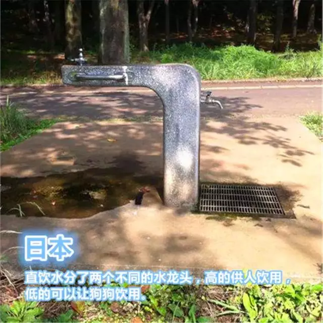 國外為狗狗建設專用設施,鏟屎官犬證不白辦,在細節處體現文明