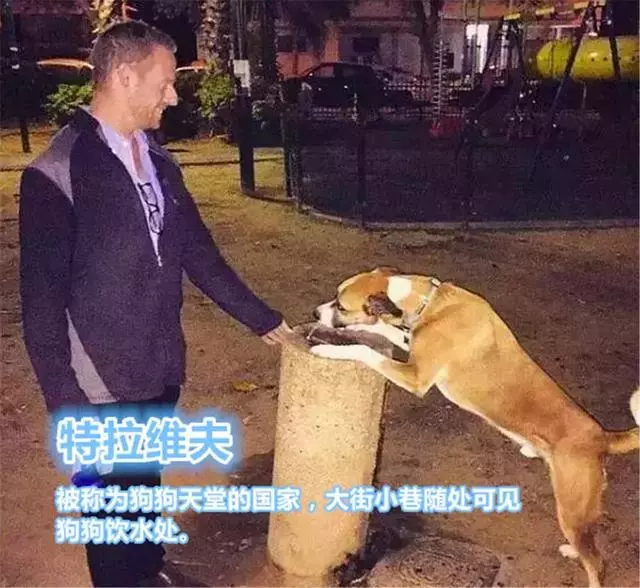 國外為狗狗建設專用設施,鏟屎官犬證不白辦,在細節處體現文明