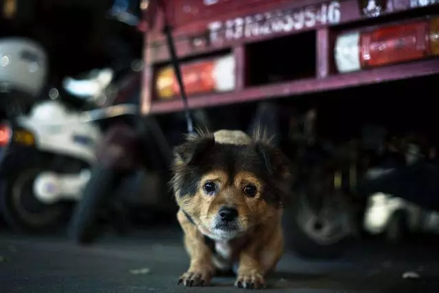 國外為狗狗建設專用設施,鏟屎官犬證不白辦,在細節處體現文明