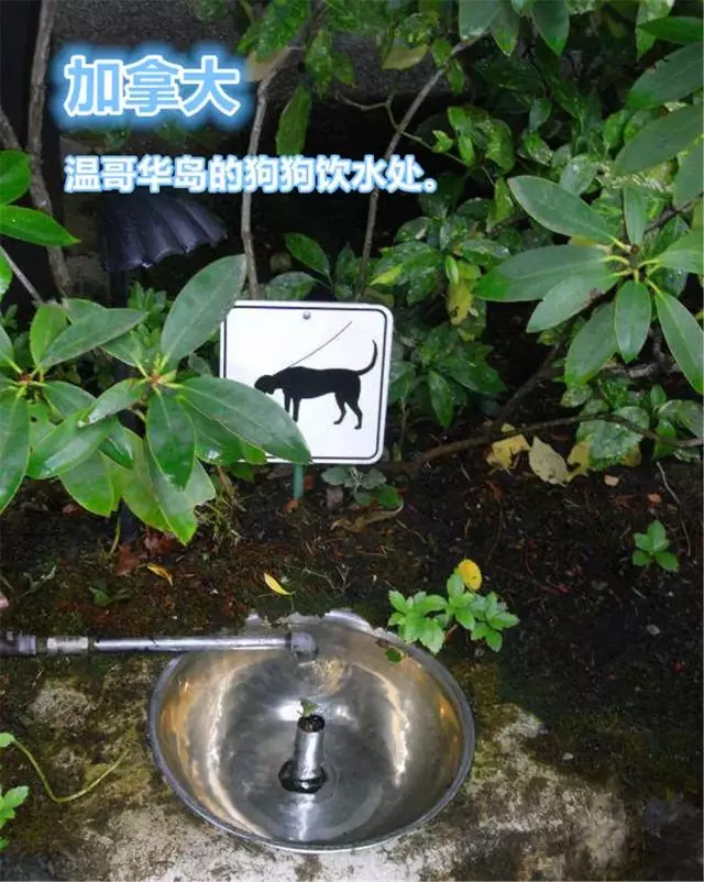 國外為狗狗建設專用設施,鏟屎官犬證不白辦,在細節處體現文明