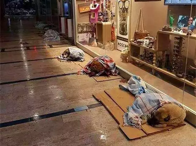 國外為狗狗建設專用設施,鏟屎官犬證不白辦,在細節處體現文明