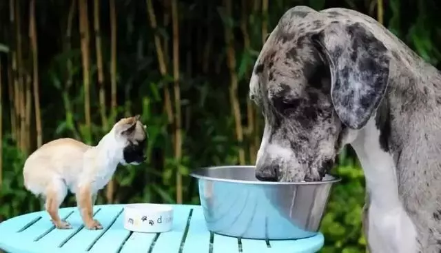 為什麼小型犬比大型犬更長壽