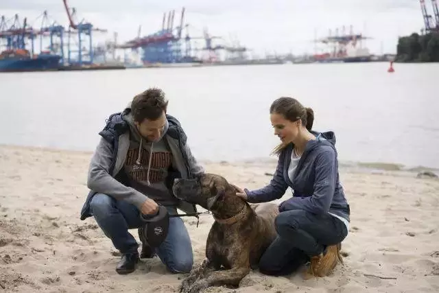 為什麼小型犬比大型犬更長壽
