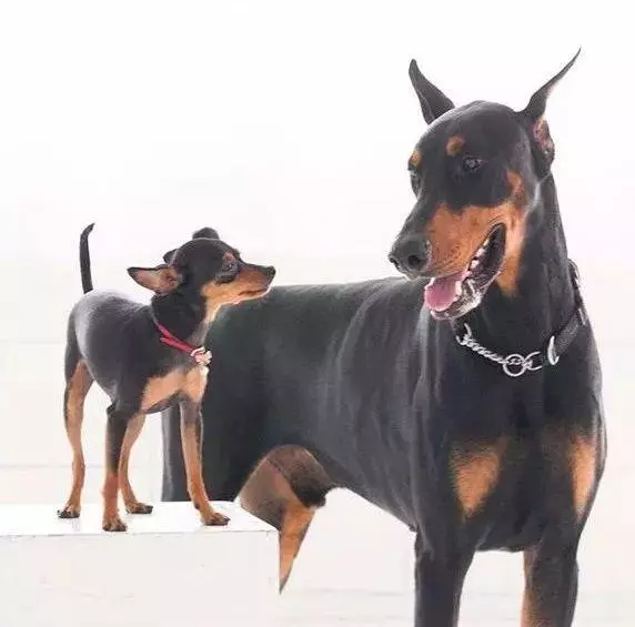 為什麼小型犬比大型犬更長壽