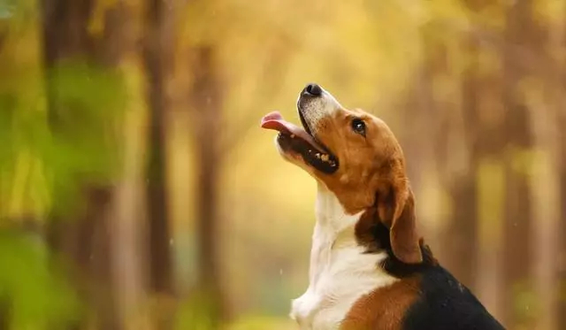 為什麼小型犬比大型犬更長壽
